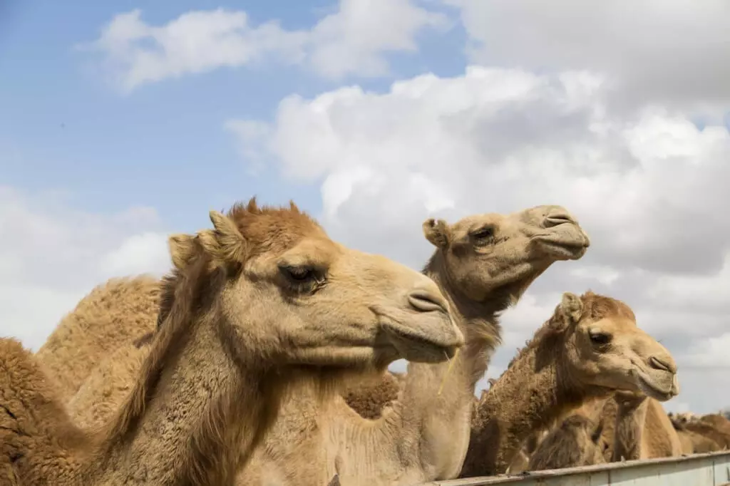 Camels