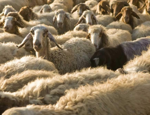Biblical Animals in the Holy Land