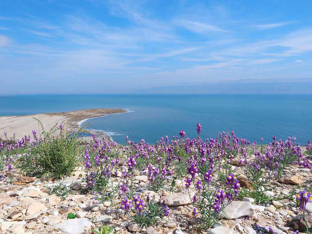 Dead Sea Flowers