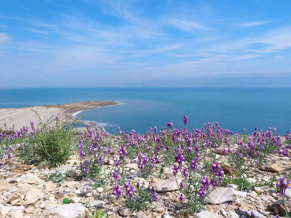 Dead Sea Flowers