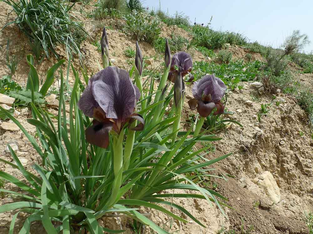 Gilboa Iris
