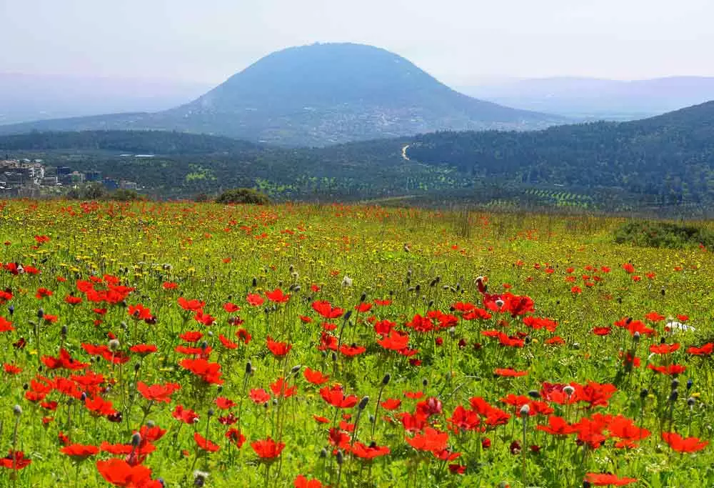 Red Poppies 