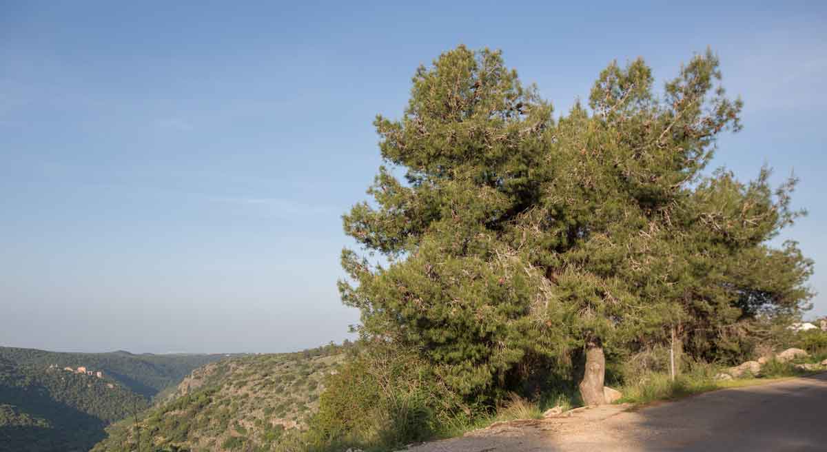 Jerusalem Pine