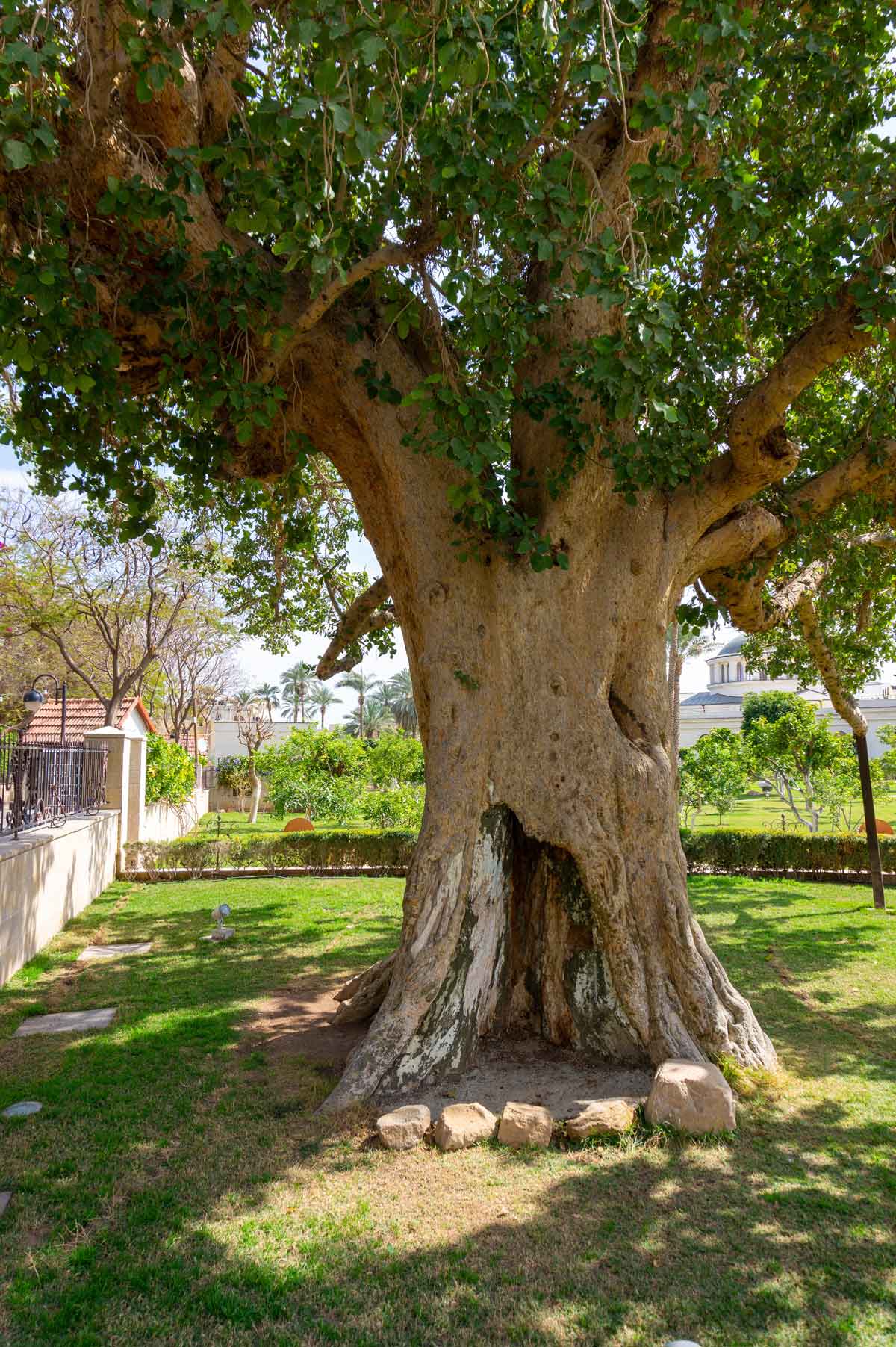 Sycamore Tree 