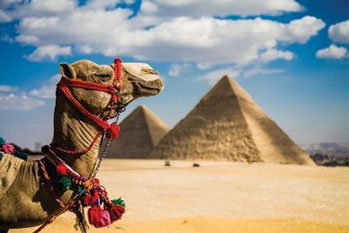 Camel near the pyraminds