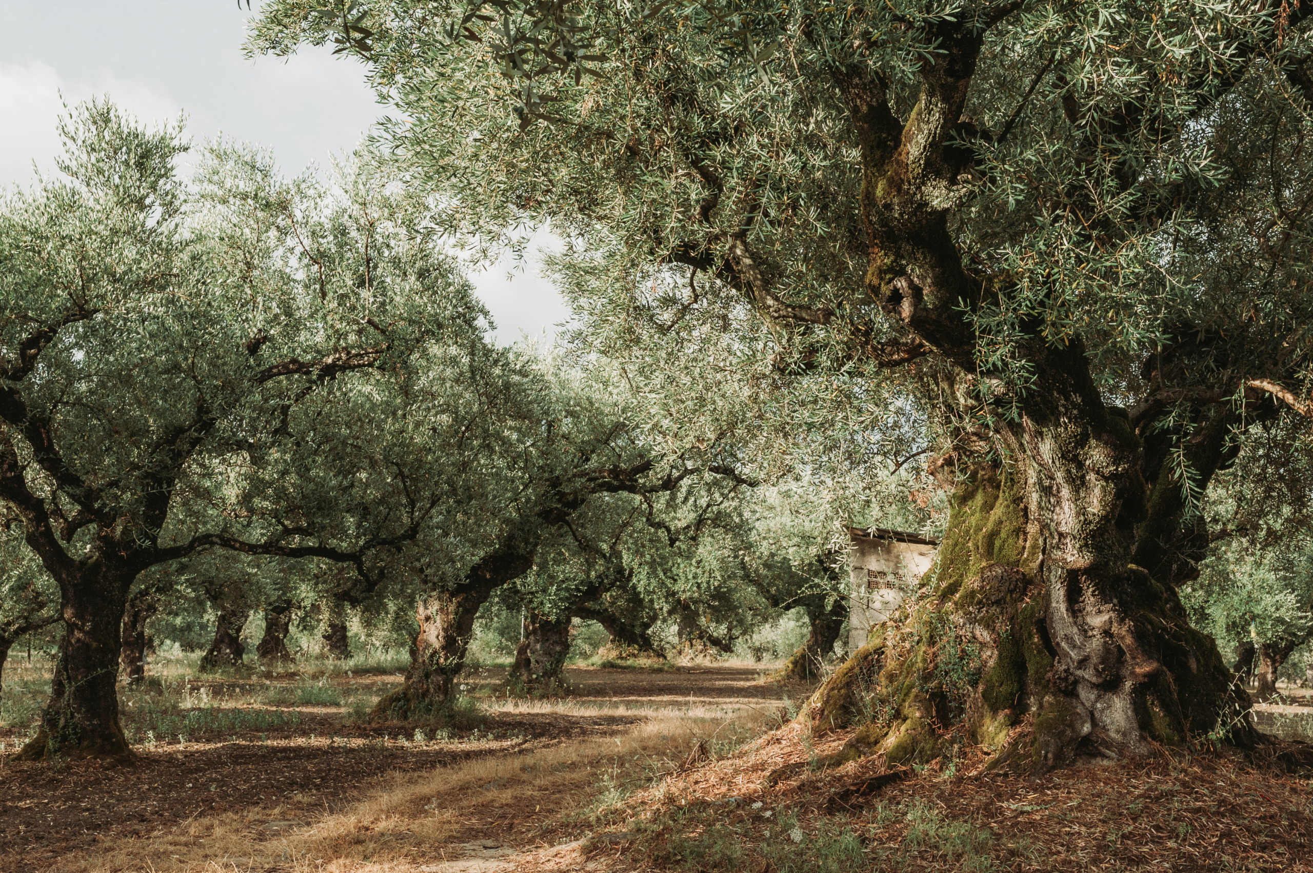 Olive Grove trees