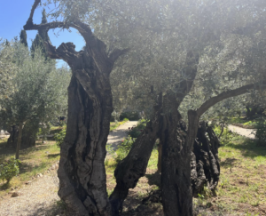 Mount of Olives